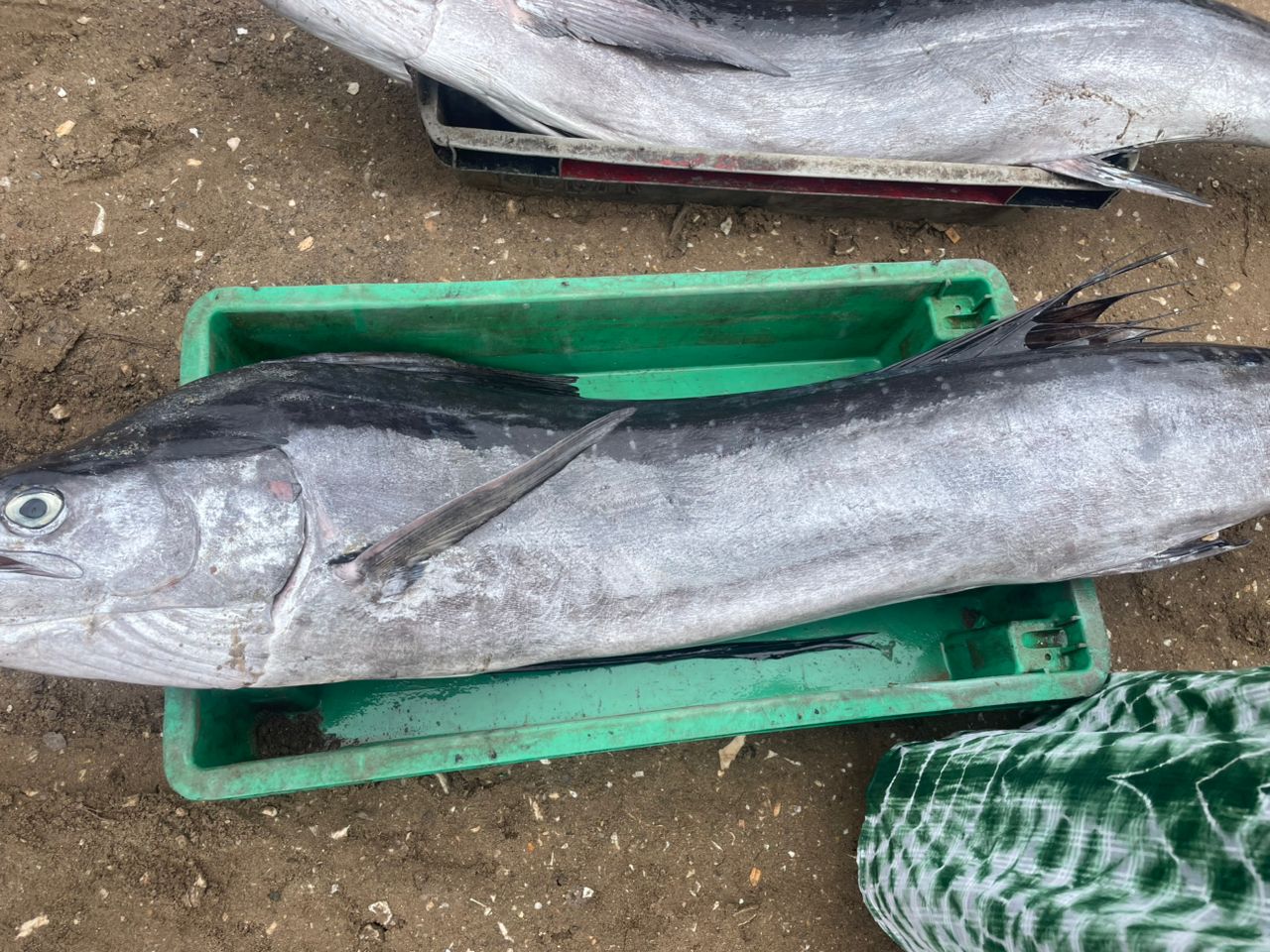 Comingback of the fisherman