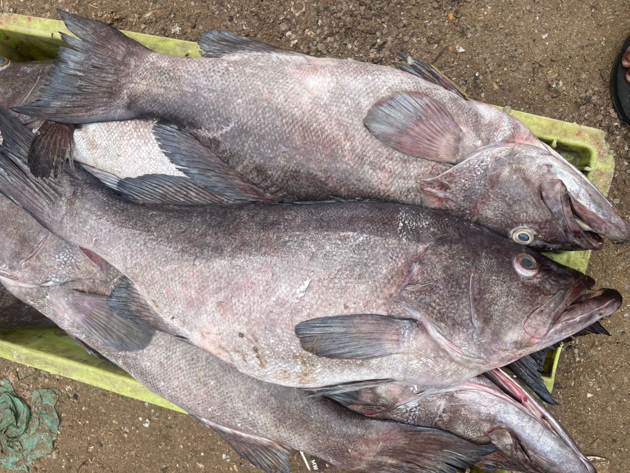 Comingback of the fisherman