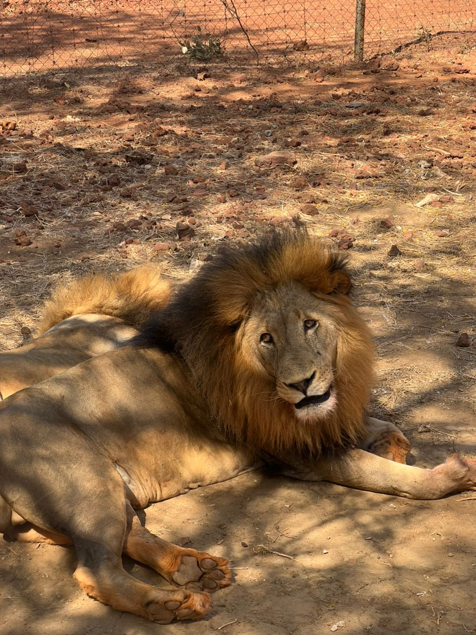 bandia lion
