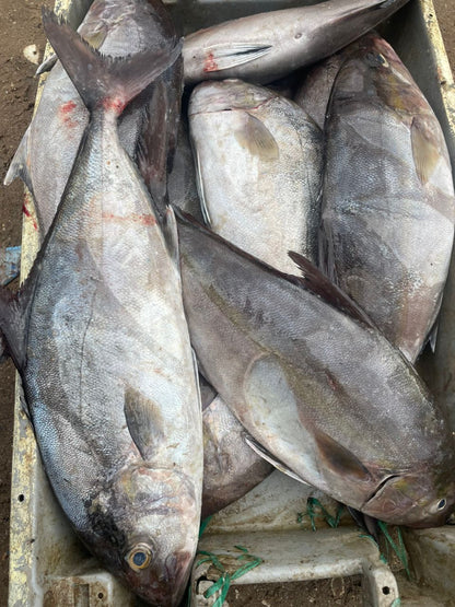 Comingback of the fisherman