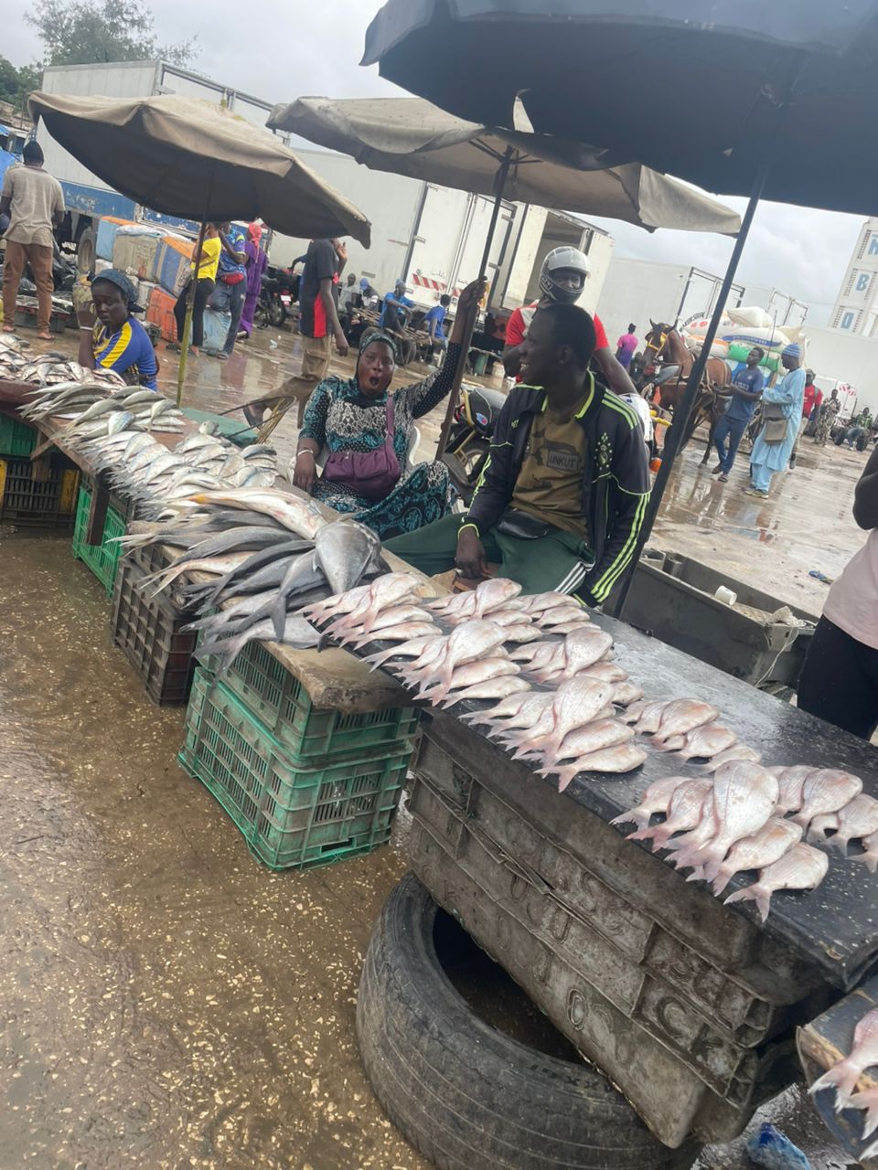 Comingback of the fisherman