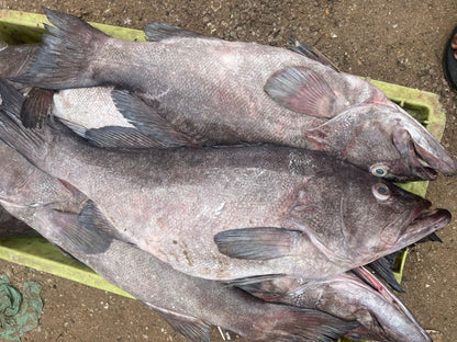 Comingback of the fisherman