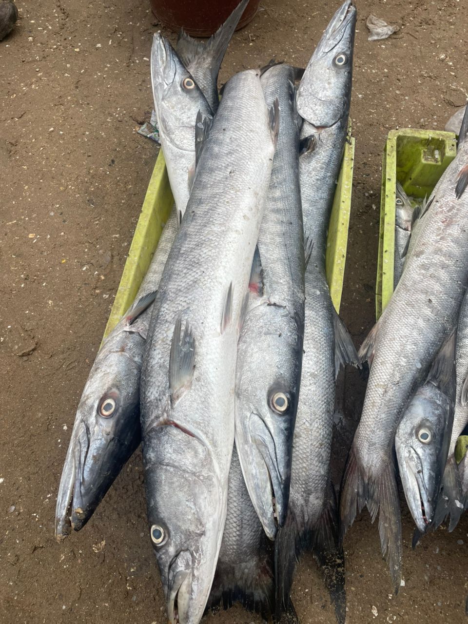 Comingback of the fisherman