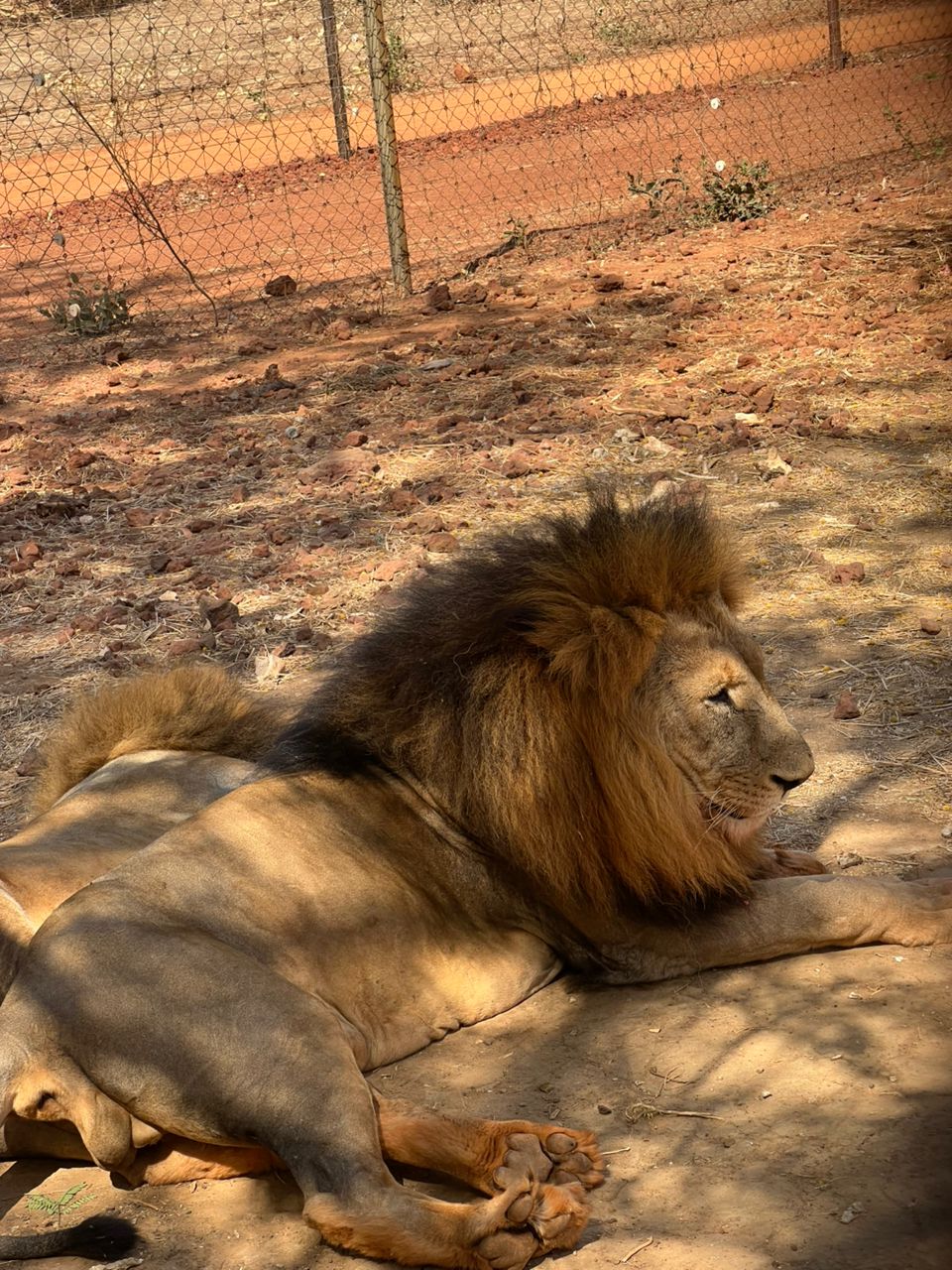 bandia lion